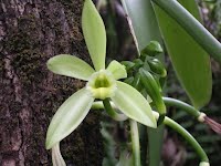 Vanilla planifolia flower