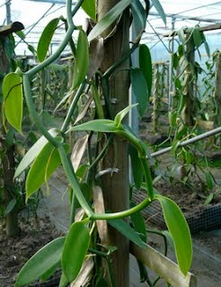 Vanilla vine